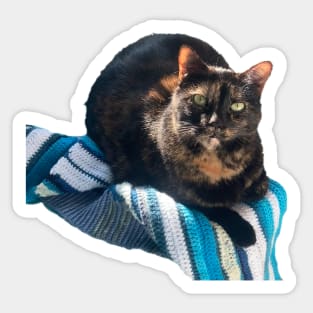 Thoughtful Tortie Sticker